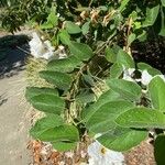 Cordia boissieri List