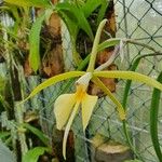 Epidendrum parkinsonianum Flor