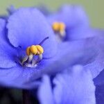 Streptocarpus ionanthusफूल