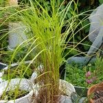 Carex elata Feuille