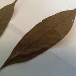 Talisia hexaphylla Leaf