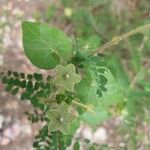 Matelea reticulata