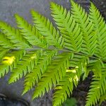 Woodwardia fimbriata Leaf