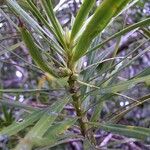 Podocarpus polyspermus Habit