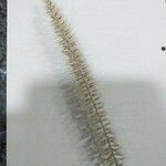 Pennisetum polystachion 花