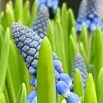 Muscari botryoides Hoja