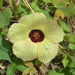 Hibiscus surattensis Цвят