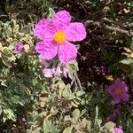 Cistus albidusЦветок