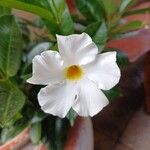 Mandevilla laxaFlower