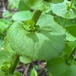 Triodanis perfoliata Hoja