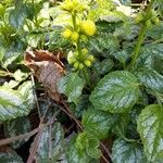 Lamium galeobdolonFlower