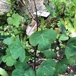 Tropaeolum tuberosum Blad