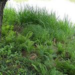Carex emoryi Vekstform