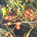 Rosa dumalis Fruit