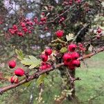 Crataegus rhipidophylla 果實