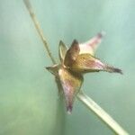 Carex echinata Fiore