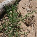 Salsola kali Leaf