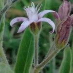 Oxypetalum solanoides Flor