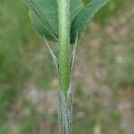 Trifolium montanum Bark