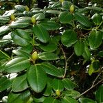 Rhododendron aureum Leaf