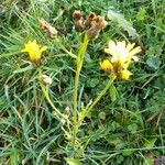 Crepis biennis Blomma