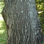 Acacia koaia Bark