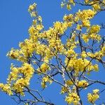 Handroanthus capitatus Floare