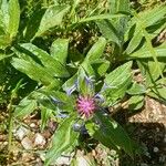 Centaurea montana Flower