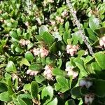 Arctostaphylos uva-ursiFlor