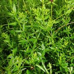 Galium boreale ഇല