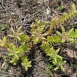 Sedum pulchellum Vekstform