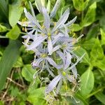 Camassia cusickii Flower