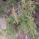 Juniperus thurifera Blad