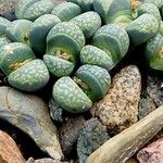 Lithops salicola Levél