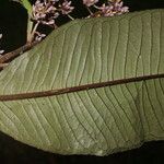 Ardisia nigropunctata Blomst