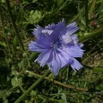 Cichorium intybus Virág