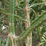 Euphorbia neriifolia Écorce