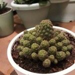 Rebutia minuscula Листок