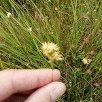 Rhynchospora alba Λουλούδι