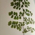 Adiantum capillus-veneris Hoja