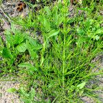 Equisetum arvense Hábito