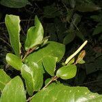 Piper tuberculatum Blomma