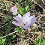 Malva hispanica 花