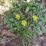 Ranunculus fascicularisÇiçek