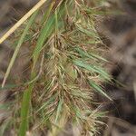 Themeda quadrivalvis Агульны выгляд