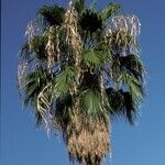 Washingtonia filifera Fruto