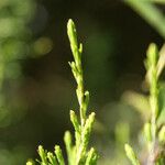 Erica arborescens Leaf