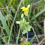 Mecardonia procumbens 葉