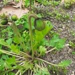 Papaver croceum برگ