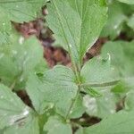 Geum urbanum Blad